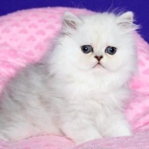 Persian Kitten - Muffin