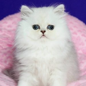 Persian Kitten Muffin 2