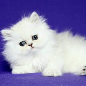 Persian Kitten Muffin 3