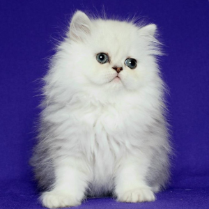 Persian Kitten - Muffin