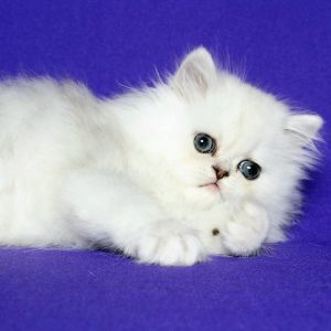 Persian Kitten Muffin 4