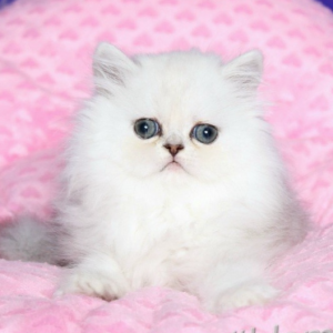 Persian Kitten Muffin 5