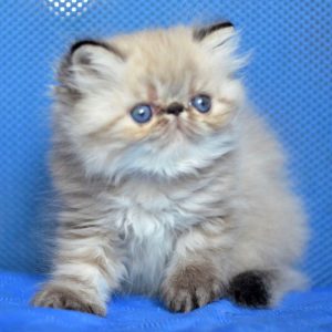 Persian Kitten Nora 4