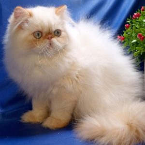 Persian Kitten OompaLoompa 3