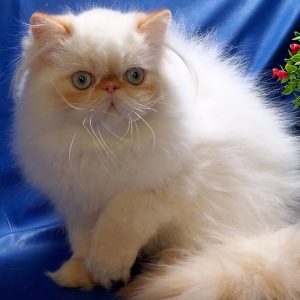 Persian Kitten OompaLoompa 4