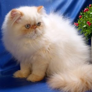 Persian Kitten OompaLoompa 5