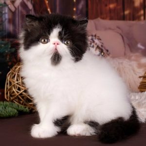 Persian Kitten - Pavarti