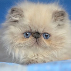 Persian Kitten - PomPon