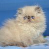 Persian Kitten - PomPon