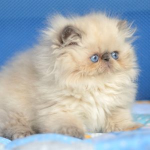 Persian Kitten PomPon 2