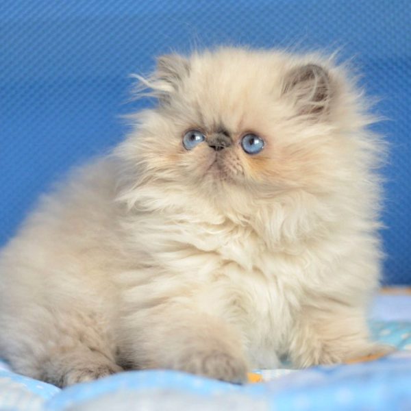 Persian Kitten PomPon 3