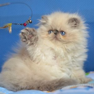 Persian Kitten PomPon 4