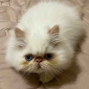 Persian Kitten Scaramouch 2