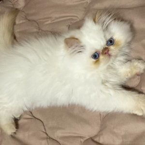 Persian Kitten Scaramouch 3