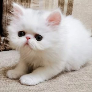 Persian Kitten Sekhmet 3