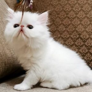 Persian Kitten Sekhmet 4