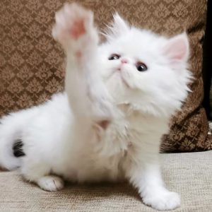 Persian Kitten Sekhmet 5