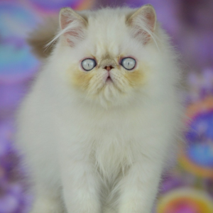 Persian Kitten - Skittles