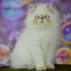 Persian Kitten - Skittles