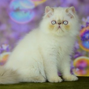 Persian Kitten Skittles 2