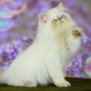 Persian Kitten Skittles 3