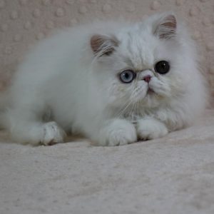 Persian Kitten - Smoky