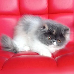 Persian Kitten Stardust 4