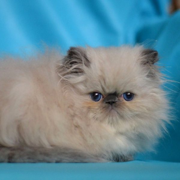 Persian Kitten Tiny 2