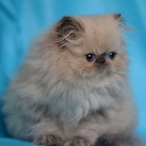 Persian Kitten Tiny 3