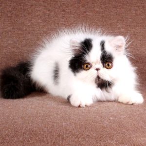 Persian Kitten - Trogdor