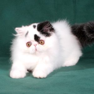 Persian Kittens - Shadow