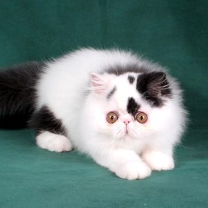 Persian Kittens Shadow 2