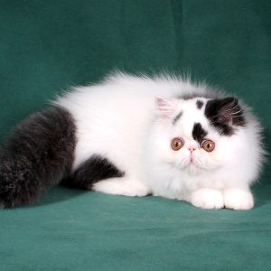 Persian Kittens Shadow 3