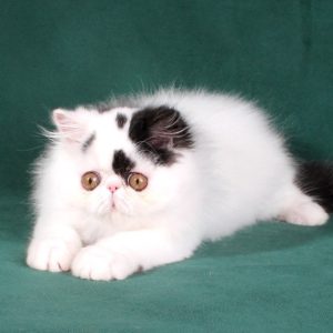 Persian Kittens Shadow 4