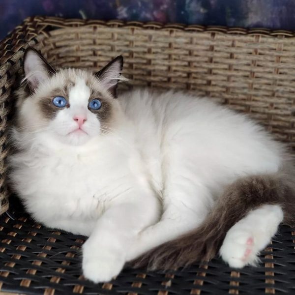 Ragdoll Kitten - Barry