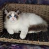 Ragdoll Kitten - Barry