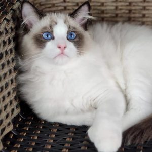 Ragdoll Kitten Barry 2