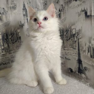 Ragdoll Kitten Bibbles 2