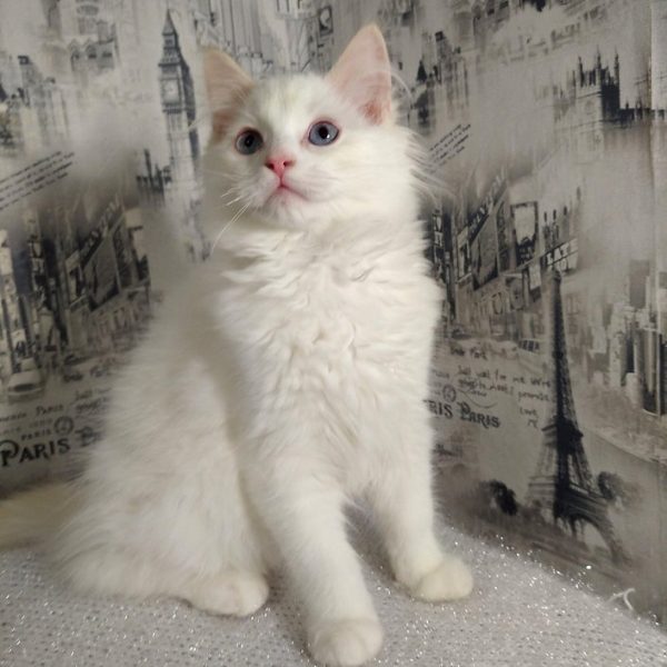 Ragdoll Kitten Bibbles 2