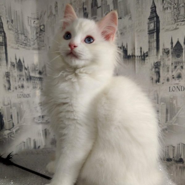 Ragdoll Kitten Bibbles 4