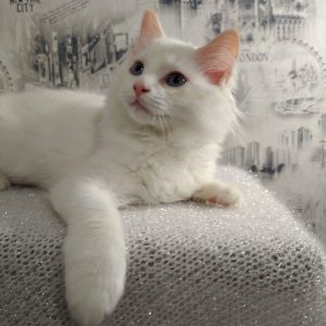 Ragdoll Kitten Bibbles 5