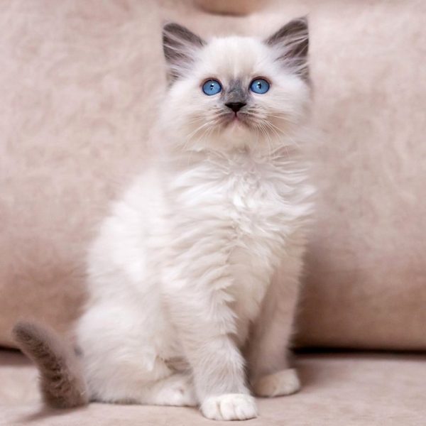 Ragdoll Kitten - Bisyada