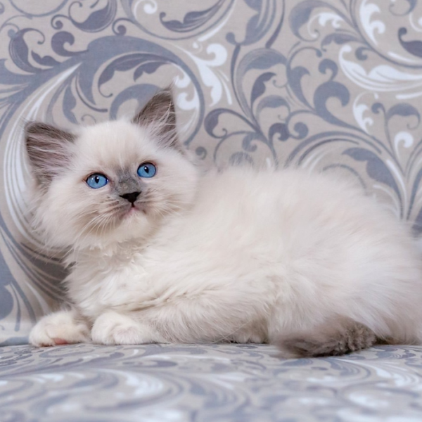 Ragdoll Kitten - Bisyada