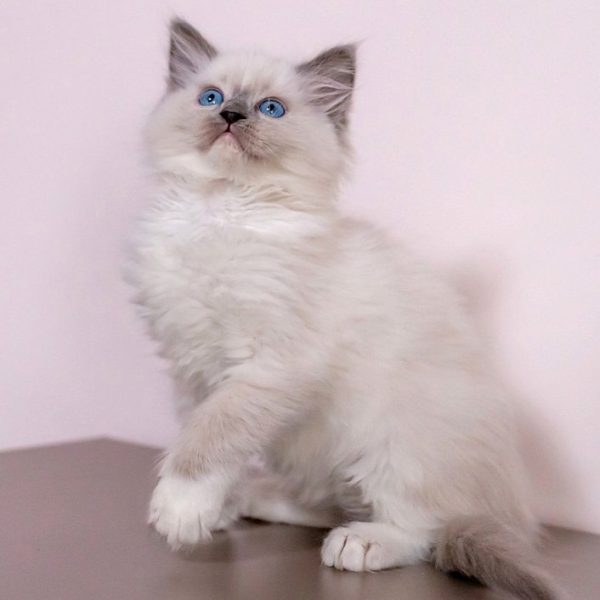 Ragdoll Kitten - Bisyada