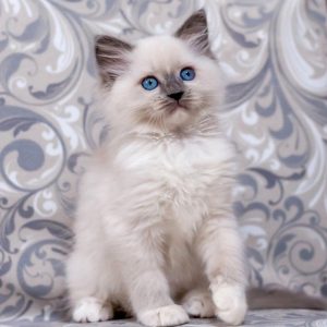 Ragdoll Kitten - Bisyada