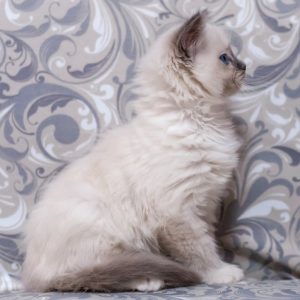 Ragdoll Kitten - Bisyada