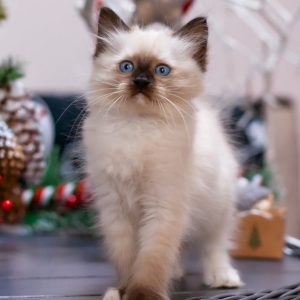 Ragdoll Kitten - Browni