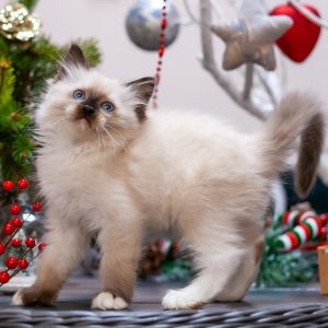 Ragdoll Kitten Browni 2