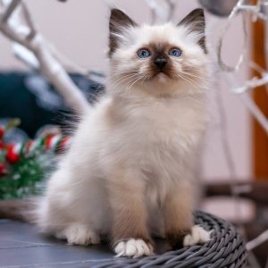 Ragdoll Kitten Browni 3