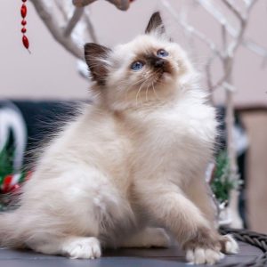 Ragdoll Kitten Browni 4